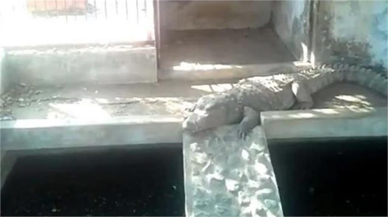 मध्य प्रदेश: आयकर विभाग ने की छापेमारी, घर से मिले 4 मगरमच्छ