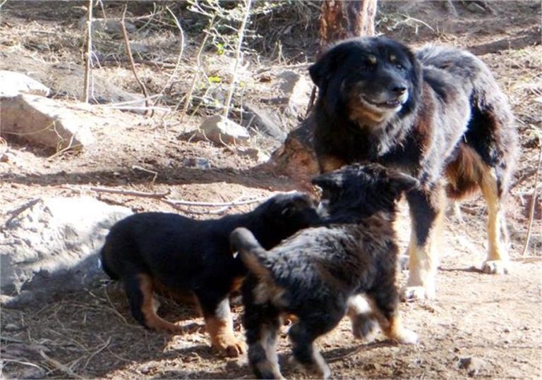 Kangra: हिमालयी क्षेत्र की पहली पंजीकृत नस्ल बना गद्दी श्वान, मिली मान्यता