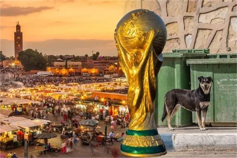 मोरक्को में FIFA World Cup से पहले 30 लाख आवारा कुत्तों को मारने की तैयारी