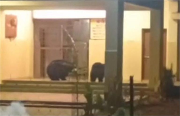 शहडोल में देर रात अस्पताल में इलाज कराने पहुंच गया भालुओं का झुंड