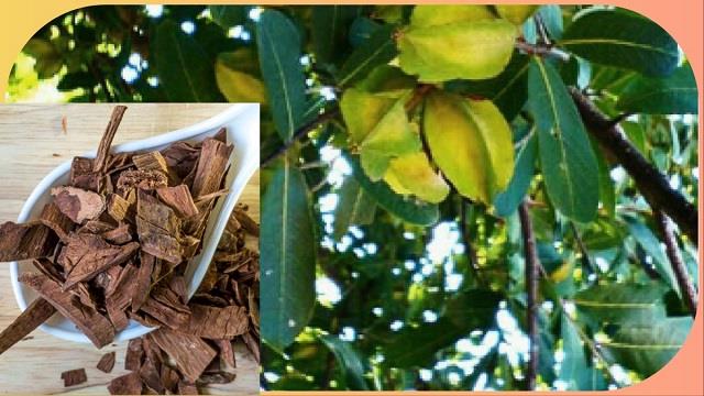 2025_1image_15_46_259662371arjunkichaal-ll