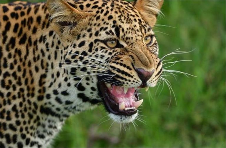 Una : तेंदुए का आतंक, नंगल जरियालां में पालतू जानवरों को बना रहा शिकार