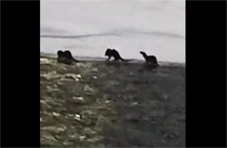 Kashmir में दिखा Himalaya का जानवर, Social Media पर खूब वायरल हो रहा वीडियो, आप भी देखें