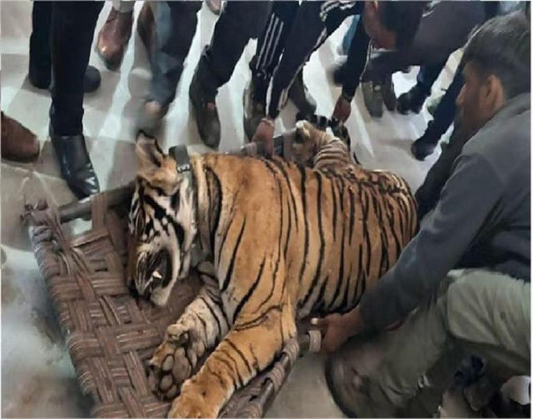 रेवाड़ी क्षेत्र में घूमने वाले टाइगर ST 2303 की मौत, बड़े नर बाघ ने किया था हमला