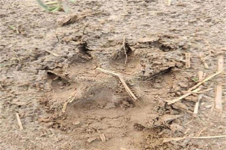 Punjab: शहर में देखा गया शेर! लोगों को सावधान रहने की सलाह