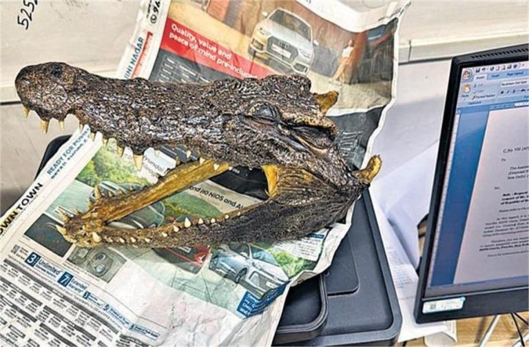 Delhi Airport पर थाईलैंड से लौटे यात्री का Bag खोलते ही मिला मगरमच्छ का कटा सिर