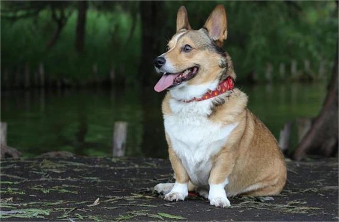 2025_1image_13_16_354752831dog-ll