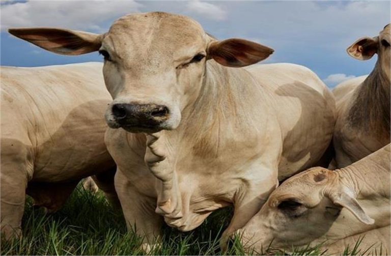 शख्स ने गाय के साथ की गंदी हरकत, मचा हड़कंप, पुलिस ने शिकायत दर्ज कर शुरु की जांच