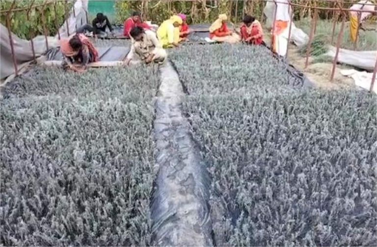 किसान बच्चों की तरह पाली हुई फसल जलाने को मजबूर, जानें क्यों