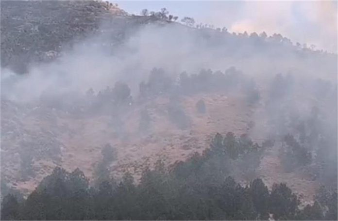 2025_2image_12_54_007417510jungle-ll