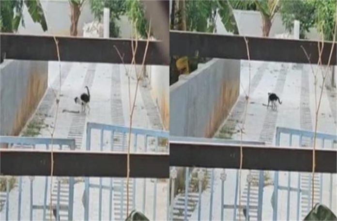 2025_3image_11_19_301706547cat-ll