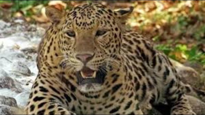 Villagers-have-demanded-an-effective-solution-to-w_1729191365463