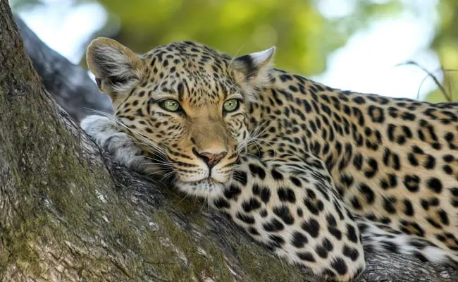 pp8v5qg8_leopard-generic_625x300_24_November_22