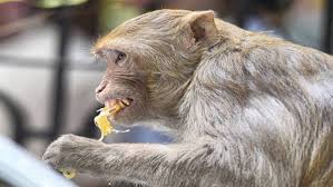 download - 2025-07-25T152146.445