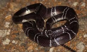 download - 2025-12-14T125625.836