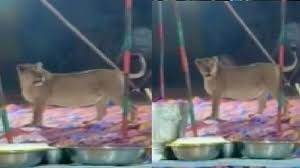 GUJARAT : शादी में खाने की चल रही थी तैयारी, तभी मंडप में पहुंच गए 2 शेर