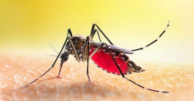 Life Style : अब मच्छर भूल जाएंगे इंसान का खून चूसना? कोलंबिया यूनिवर्सिटी की इस रिसर्च ने मचाई खलबली