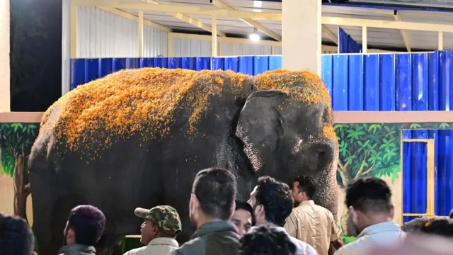 NATIONAL : वनतारा से 13 महीने बाद घर लौटी हथिनी माधुरी, नंदनी मठ में फूलों से हुआ स्वागत, लगा जश्न जैसा माहौल