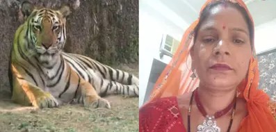 g4q7r49k_nahargarh-tiger_625x300_02_September_26